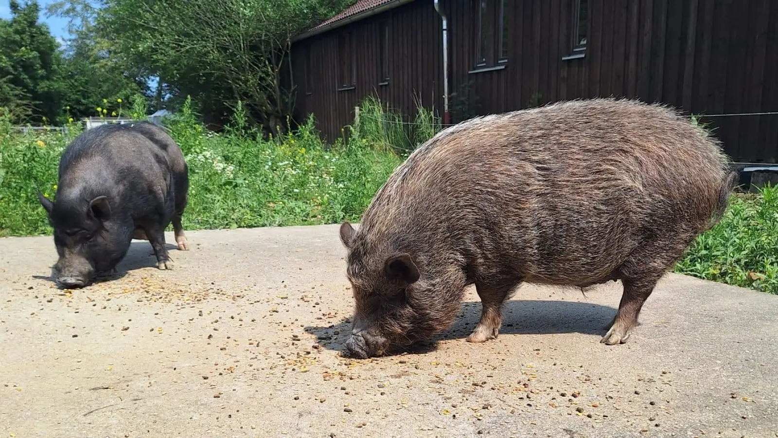 Ludwig und Tofu fühlen sich sauwohl in Kirchasch. (Foto: Tierschutzverein München e.V.)