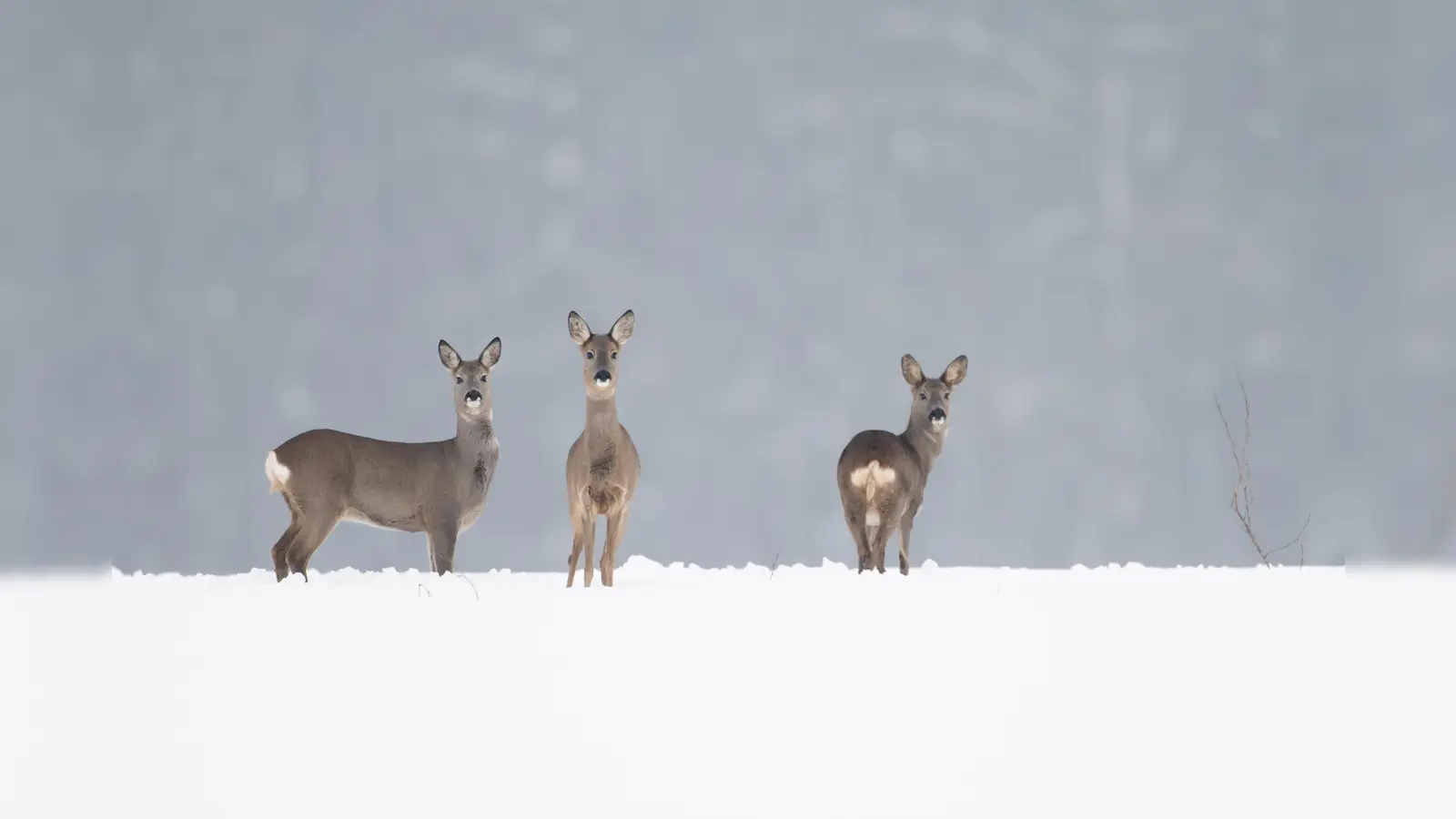 Bitte nicht füttern und Ruhe bewahren: Pflanzenfresser wie Reh oder Hirsch fasten jetzt. Im Wald sollte man am besten immer auf den Wegen bleiben.  (Foto: Rolfes/DJV)