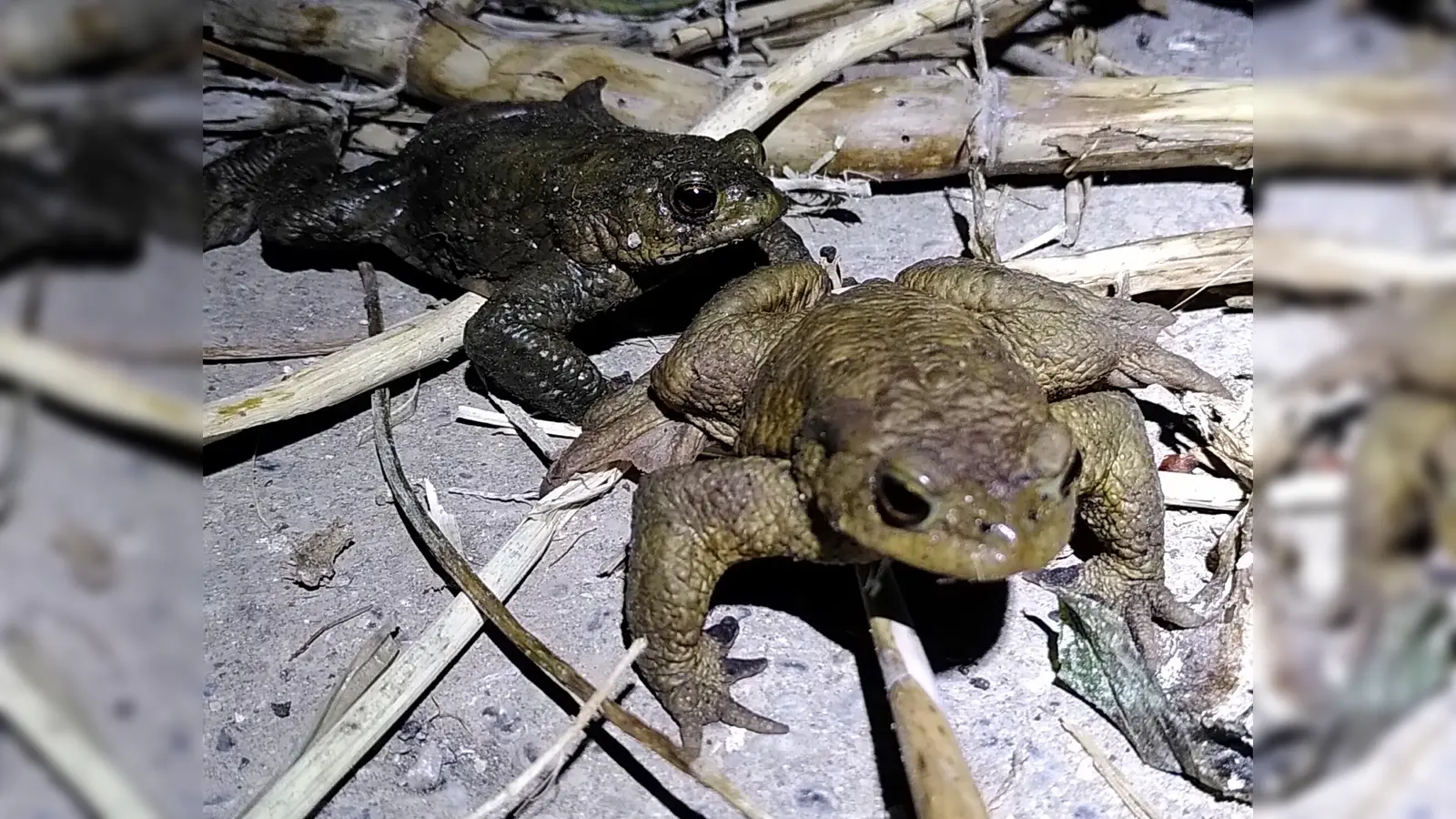 Gerade abens und in der Nacht sind viele Tiere unterwegs zu ihren Laichgewässern. (Foto: BN Starnberg)