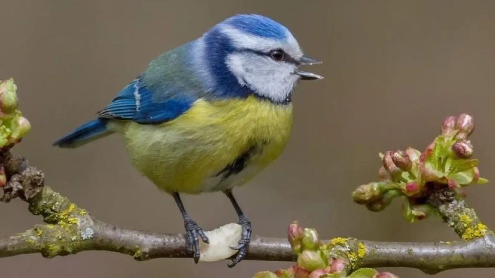 Hübscher Vogel mit blauem Kopf: die Blaumeise. (Foto: Andreas Giessler/LBV)
