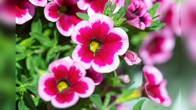 Das Feenröckchen gibt es ab dem 25. April auch in der Gärtnerei Bisle zu kaufen.  (Foto: Carola Thieme)