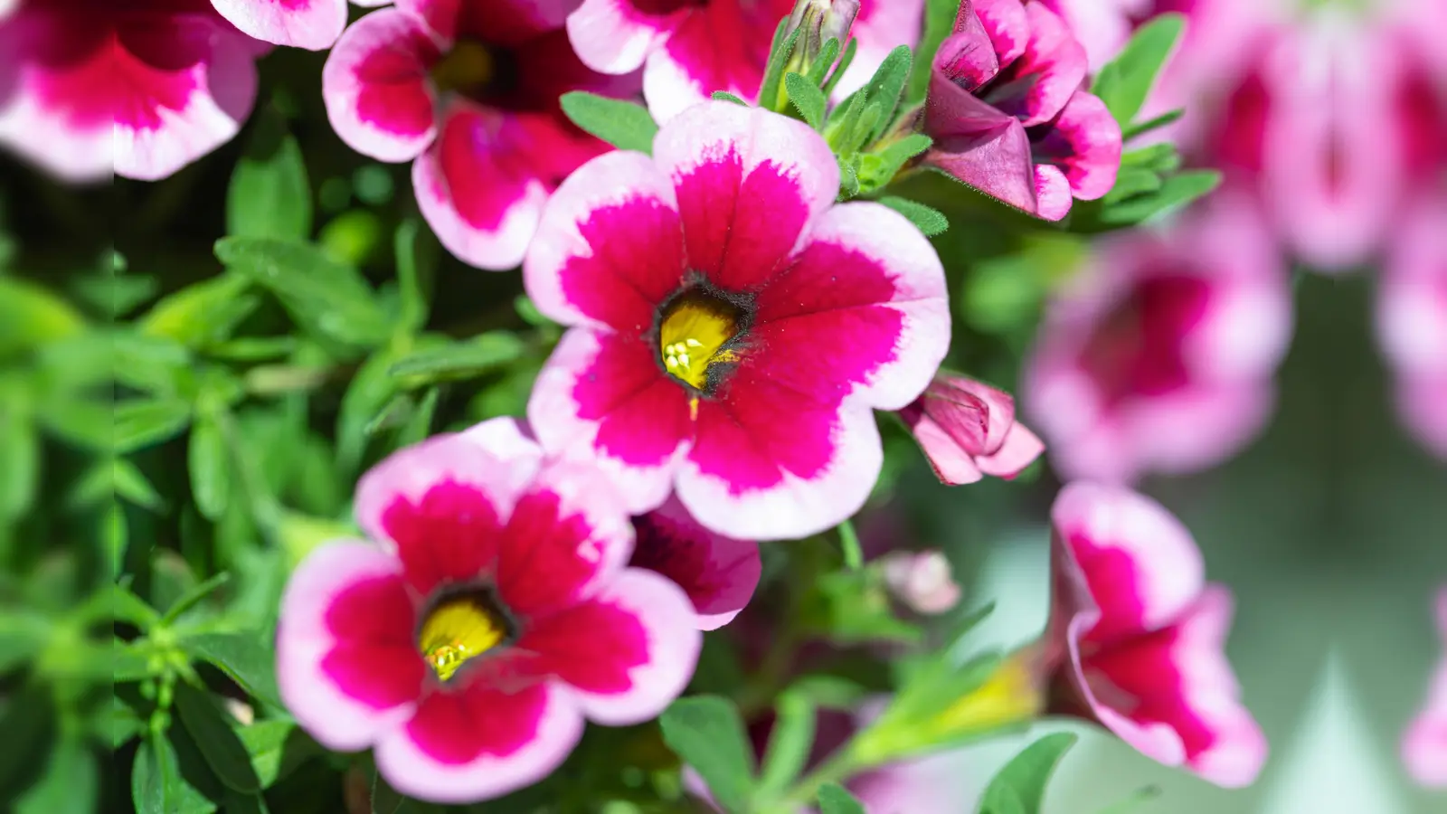 Das Feenröckchen gibt es ab dem 25. April auch in der Gärtnerei Bisle zu kaufen.  (Foto: Carola Thieme)