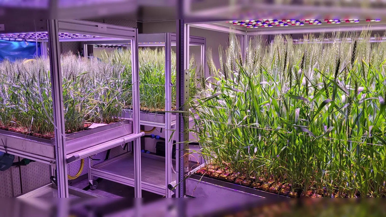 Indoor farming mit Weizen am Versuchsgut in Dürnast. (Foto: TUM-Lehrstuhl für Digital Agriculture)