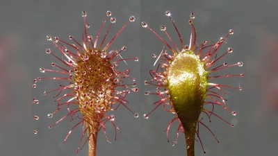 Blätter von Drosera ×bavarica, dem Bayerischen Sonnentau. (Foto: Andreas Fleischmann, SNSB-BSM)