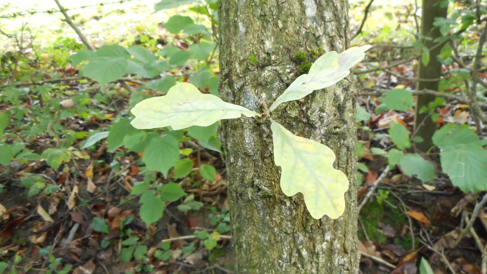 Zur Grundkraft finden, die Hildegard von Bingen „Grünkraft“ nennt, darum soll es beim Oasennachmittag mit Schwester Veronika Hornung gehen. (Foto: Veronika Hornung)