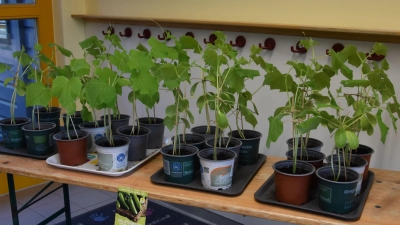 Die von den Kindern liebevoll gezüchteten Pflanzen wurden auf dem Markt verkauft. (Foto: Kinderfarm)