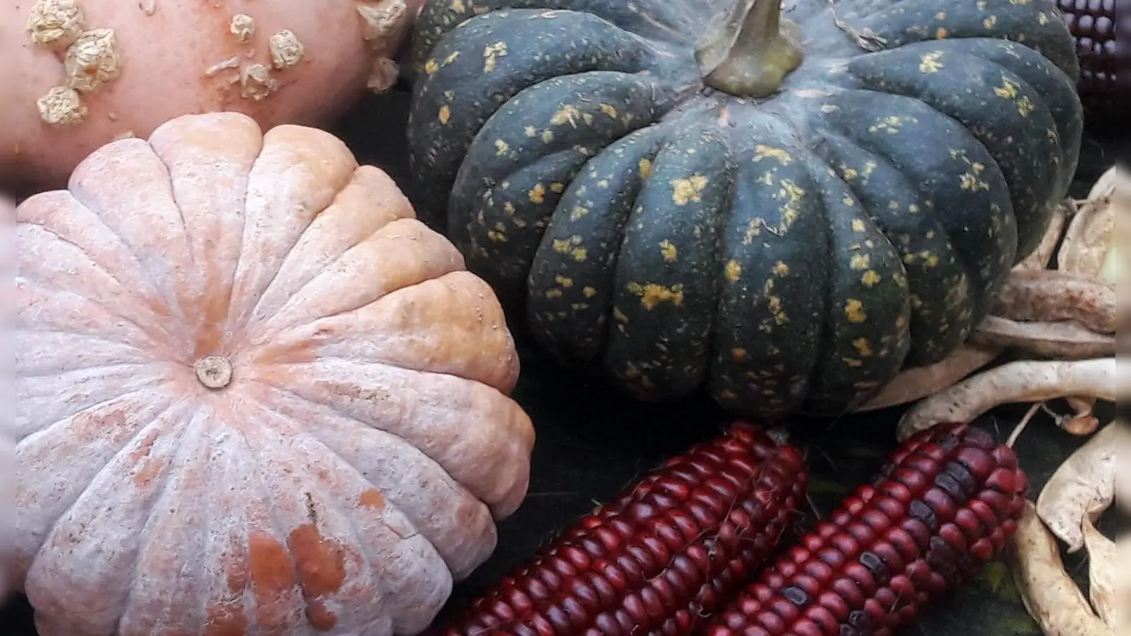 Beim Saatgut-Festival im ÖBZ München dreht sich alles um alte und samenfeste Sorten, Biodiversität und nachhaltiges Gärtnern. (Foto: Annette Holländer)