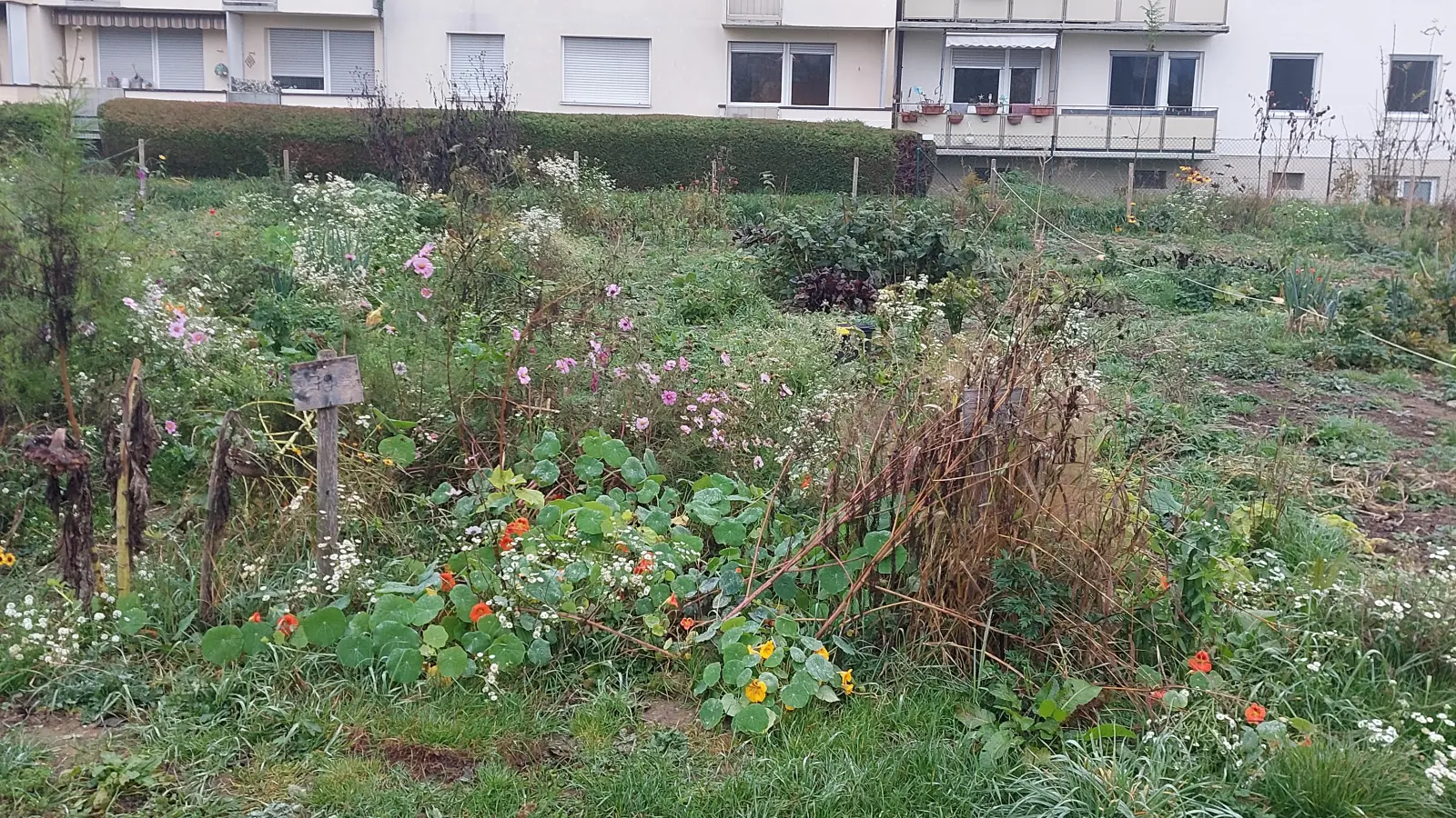 Urban Gardening an der Else-Rosenfeld-Straße: In Berg am Laim soll noch mehr Natur und Vielfalt entstehen. (Foto: bas)
