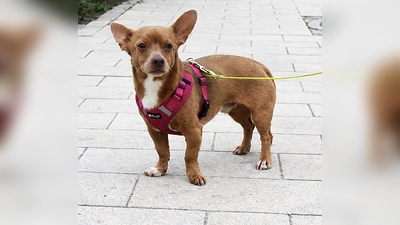 Mikey ist ein schüchterner Chihuahua-Terrier-Mix. (Foto: Tierheim Riem)