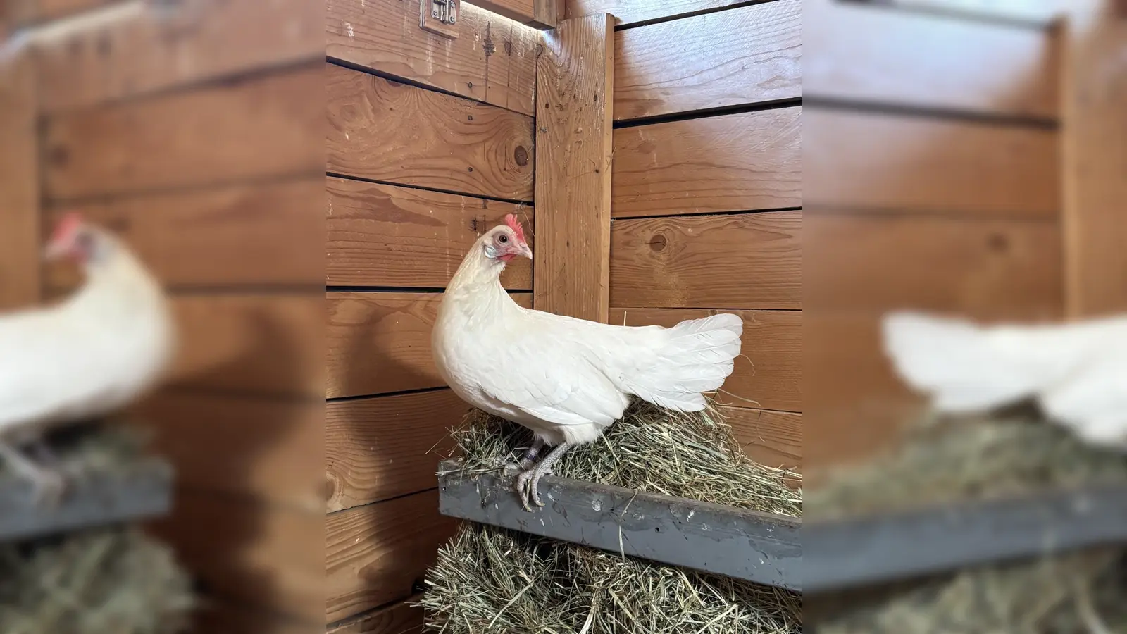 Die schüchterne Zwerghenne Lola würde sich über die Gesellschaft anderer Hühner freuen. (Foto: Tierheim Riem)