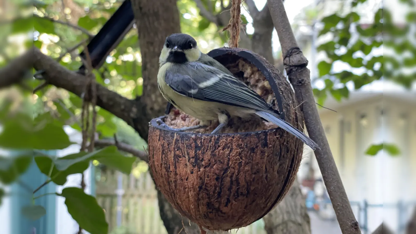 Eine Meise stärkt sich an einem Futterplatz im Garten.  (Foto: pst)