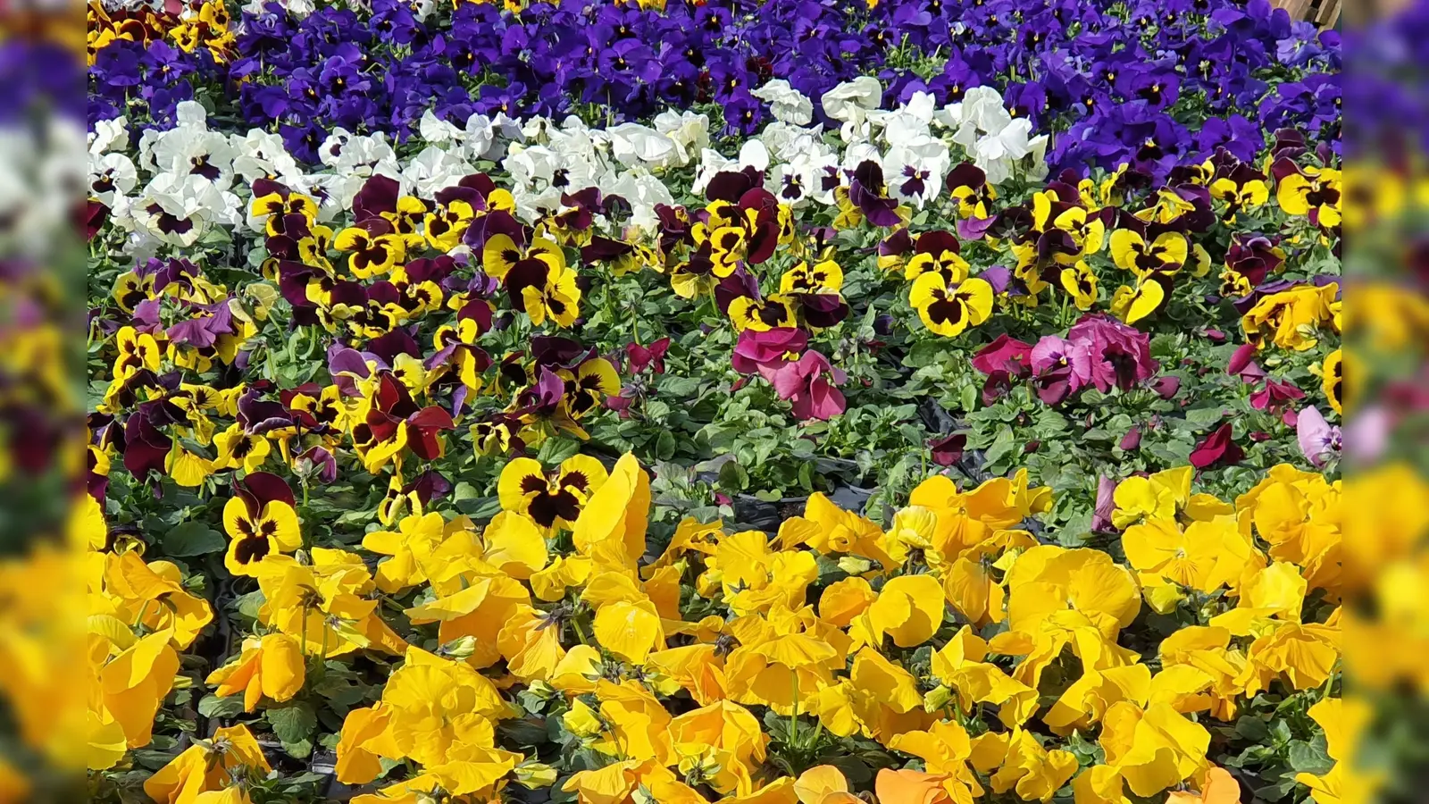 Der Garten des ASZ soll gemeinsam auf Vordermann gebracht werden.  (Foto: hw)