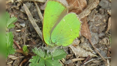 Der Grüne Zipfelfalter ist der einzige einheimische Schmetterling mit einer grünen Unterseite. Die verschollen geglaubte Art wurde nun im Hartelholz gesichtet. (Foto: © Oliver Böck)