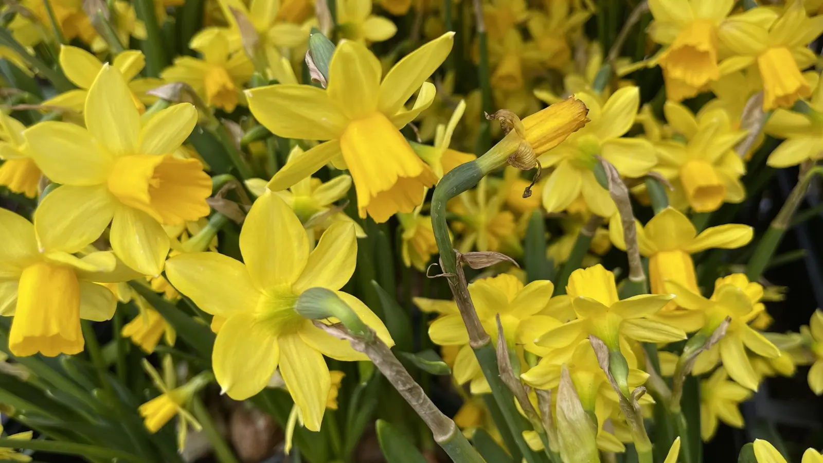 An den Narzissen im Schaufenster erkennte man die Teilnehmer von des Ottobrunner Frühlingserwachens.  (Foto: hw)