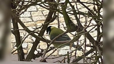 Vögel beobachten, wie hier diese Kohlmeise, kann dementiell erkrankten Senioren neue geistige Anregungen geben und sie aktiver und gesprächiger machen. (Foto: bb)