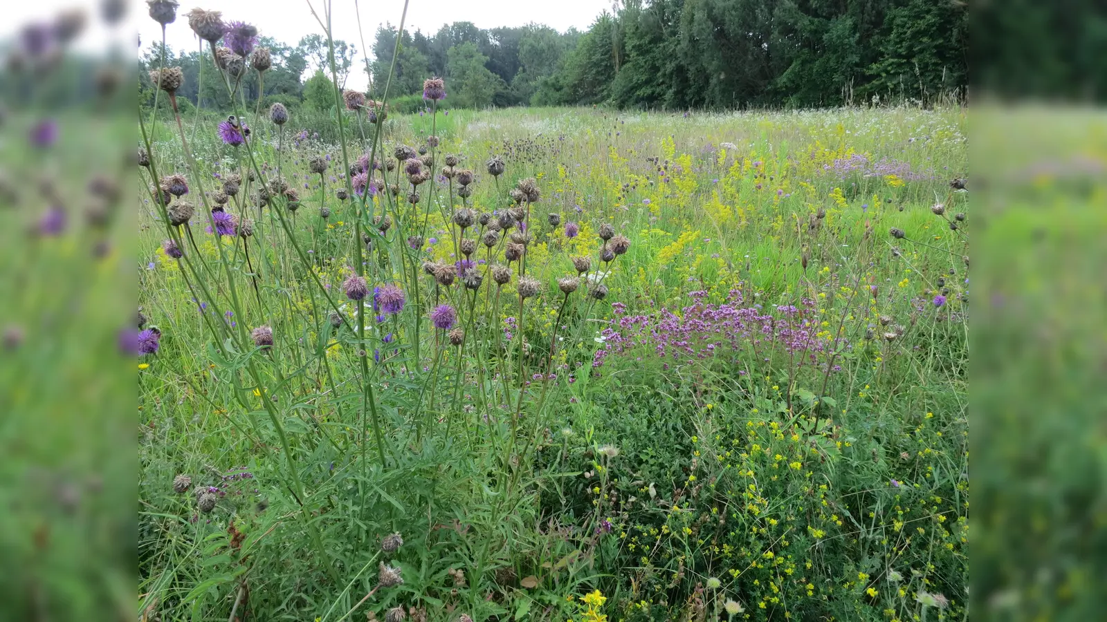 Unter dem Titel "Blühende Wiesen, Feldraine und Brachen" legt der Landkreis München heuer den Schwerpunkt auf die Anlage mehrjähriger Blühflächen. (Foto: LRA München)