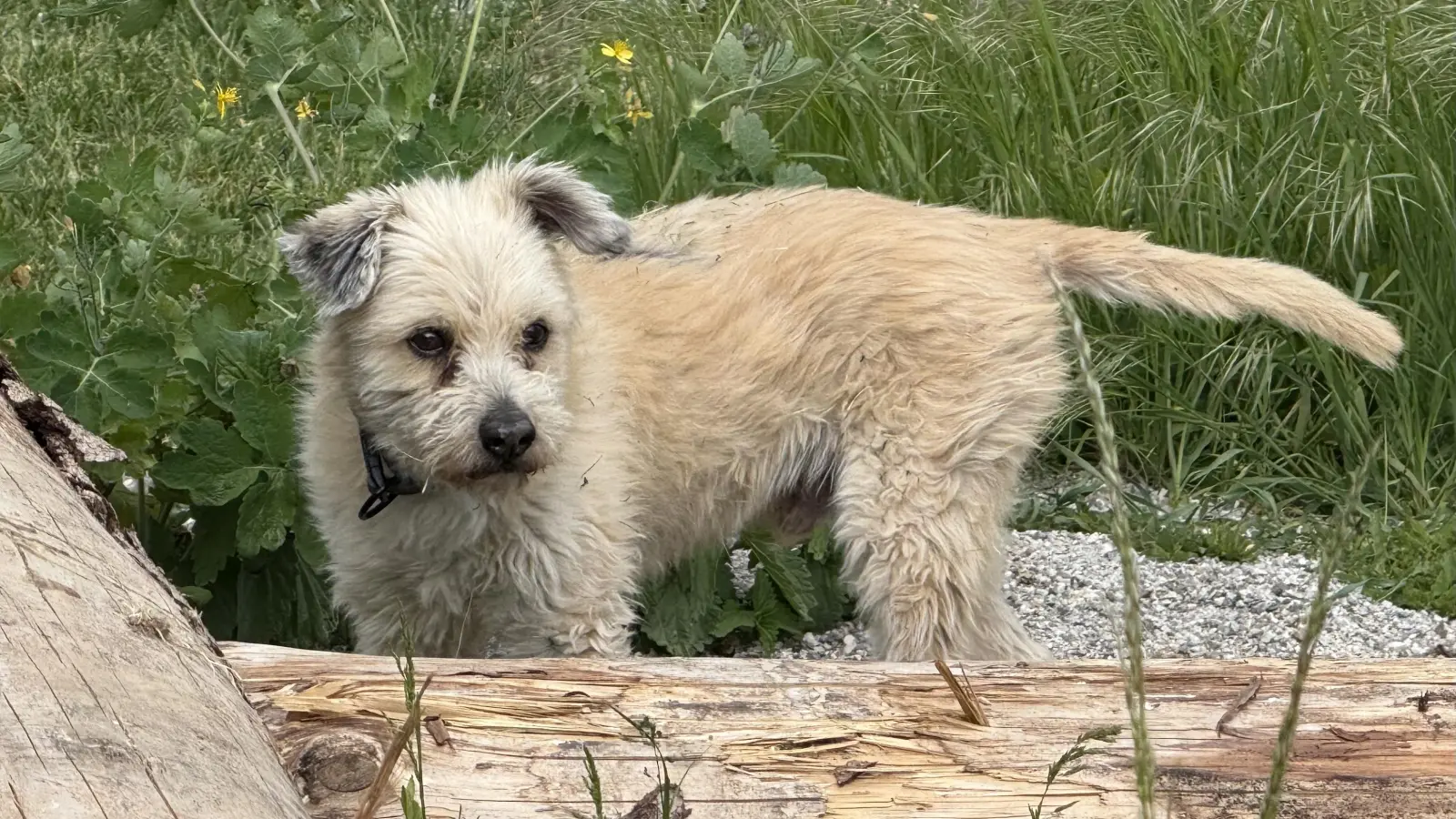 Tyoma wohnt seit einem halben Jahr wegen eines Beißvorfalls im Tierheim. (Foto: pst)