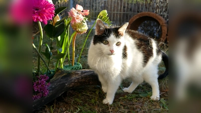 Churri ist eine menschenbezogene, verschmuste und temperamentvolle Katze mit viel Charakter. (Foto: Tierheim Riem)