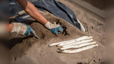 Unser Konsumverhalten entscheidet. Bei Spargel aus regionalem Anbau, der frisch nach der Ernte ohne lange Transportwege auf den Teller kommt, stimmt die Ökobilanz. (Foto: GMH/VSSE)