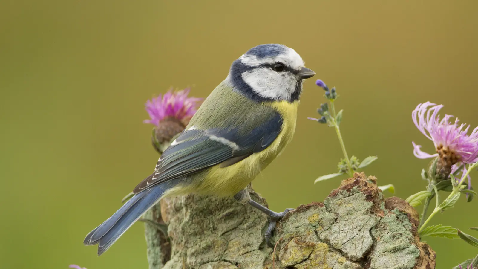 Die Blaumeise ist an ihrem gelb-blauen Federkleid leicht zu erkennen. (Foto: Christoph Bosch)