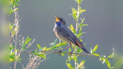 Mit etwas Glück bekommt man bei der Exkursion ein Blaukehlchen vor das Fernglas. (Foto: Cyrus Mahmoudi)