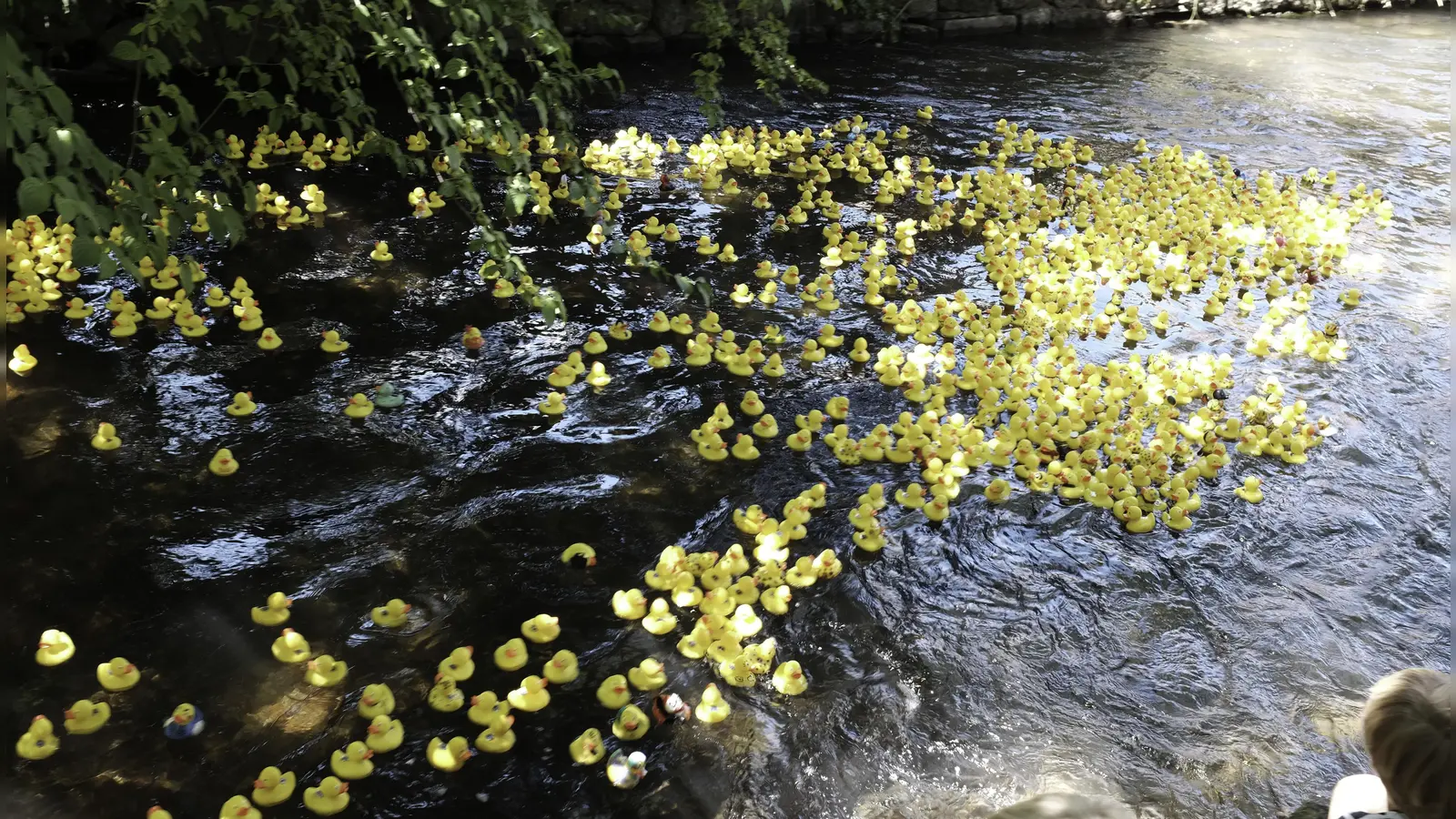 Auf die Ente fertig los: Beim Entenrennen des Lions-Club Blutenburg gingen wieder etwa 1800 Enten an den Start. (Foto: Lions-Club)