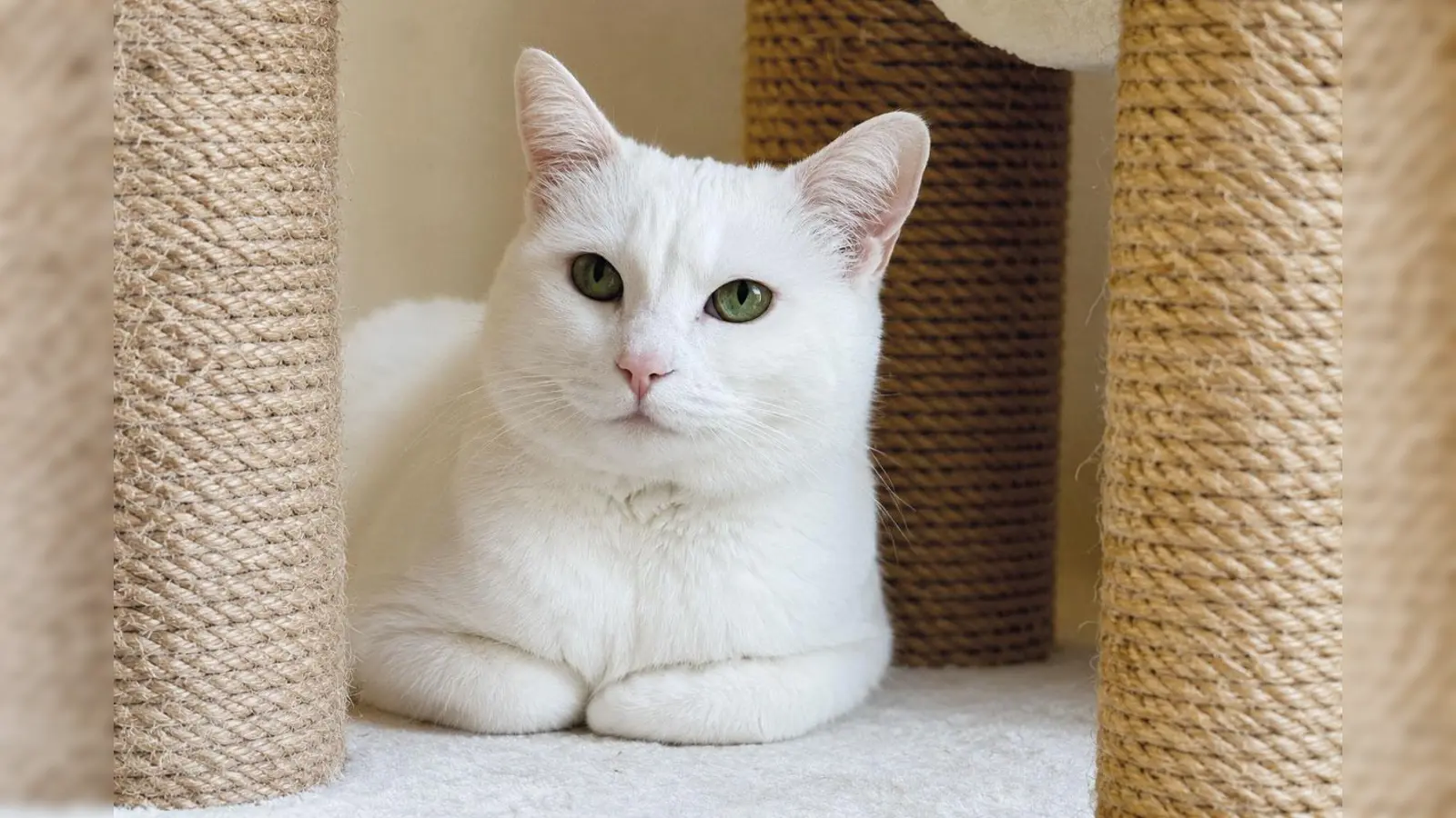 Die Katze Pfu ist eine kleine Diva, oft verschmust, aber auch mal bissig. (Foto: Tierheim Riem)