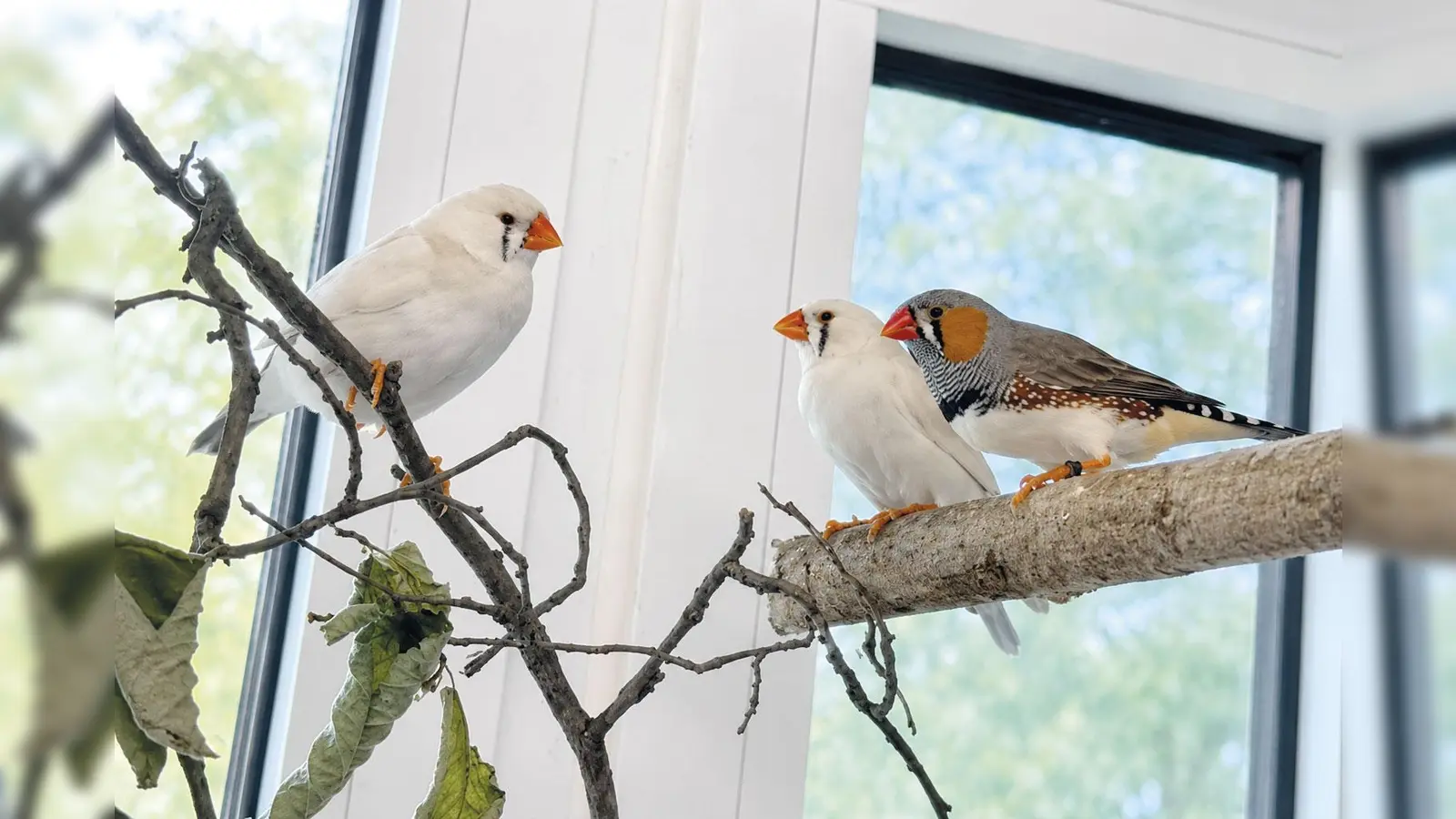 Zebrafinken sind lebhafte, soziale Tiere und sollten niemals allein gehalten werden. (Foto: Tierheim Riem)