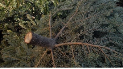 Die Gemeinde lässt die alten Christbäume der Einwohner von einer Entsorgungsfirma abholen. Sie werden gepresst und später zu Kompost verarbeitet.  (Foto: Gem. Ismaning)