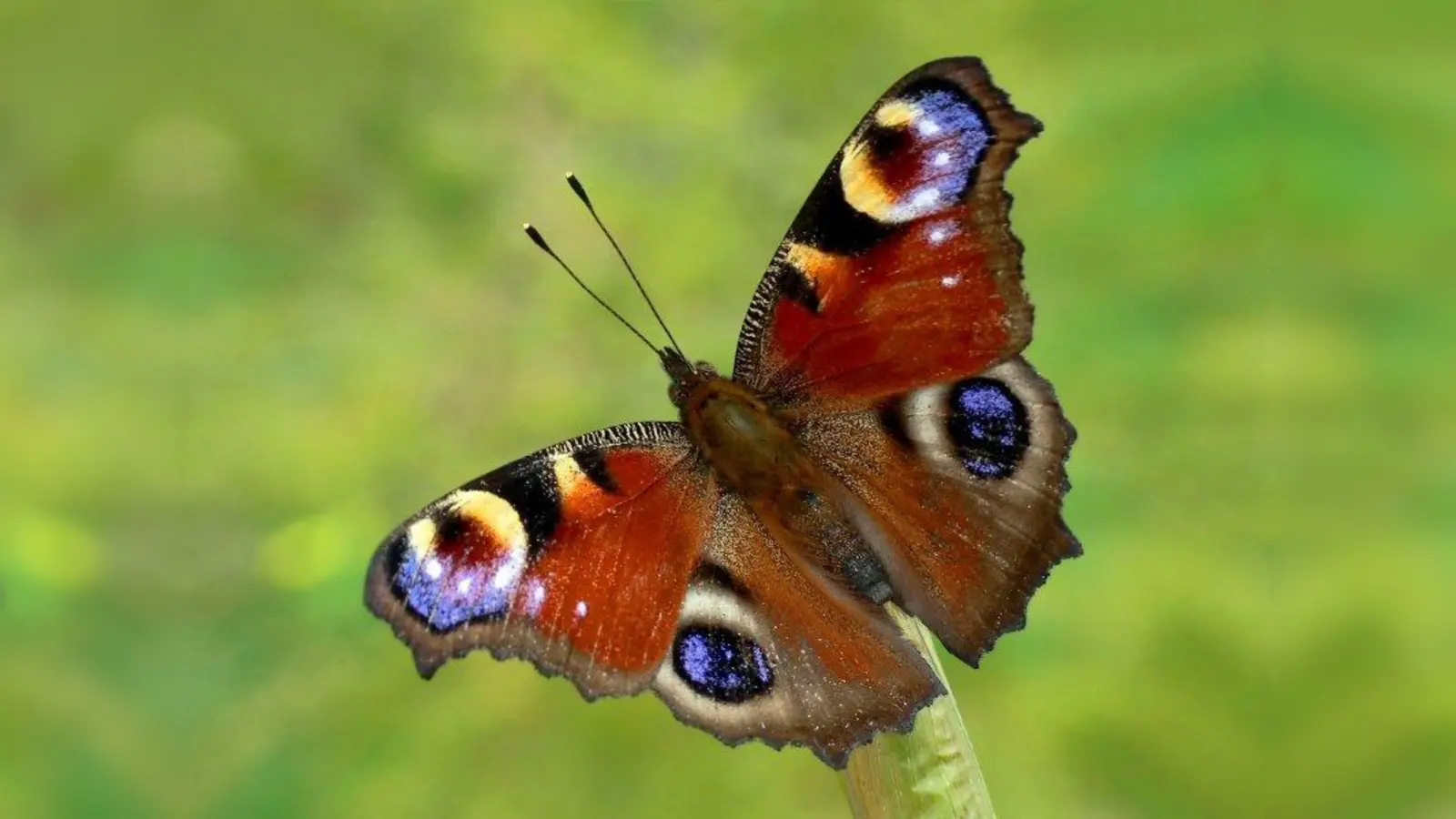 Das Tagpfauenauge gehört zu den Schmetterlingen, die im zu erkundenden Gebiet vorkommen. (Foto: Andreas Giessle / LBV)