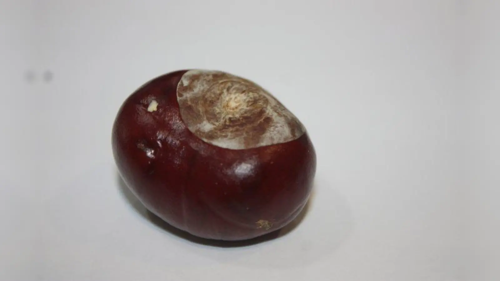 Fällt derzeit vielerorts zu Boden: die Kastanie. (Foto: job)