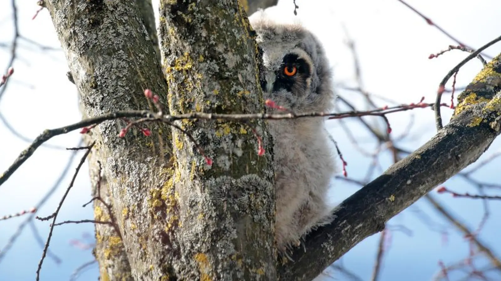 Am Flughafen München haben Waldohreulen ihre Nester aufgeschlagen. (Foto: Dirk Ullmann)
