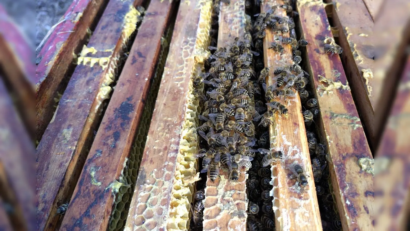 Sobald die Temperatur über 12 Grad steigt, sind die Bienen wieder aktiv. (Foto: bro)