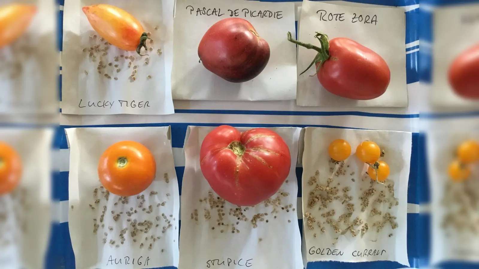 Tomaten-Fans finden bereits Saatgut verschiedenster Sorten vor. Nach der Ernte wird es nun sicher noch um einige weitere ergänzt werden.  (Foto: Regina Liebl-Mayer)