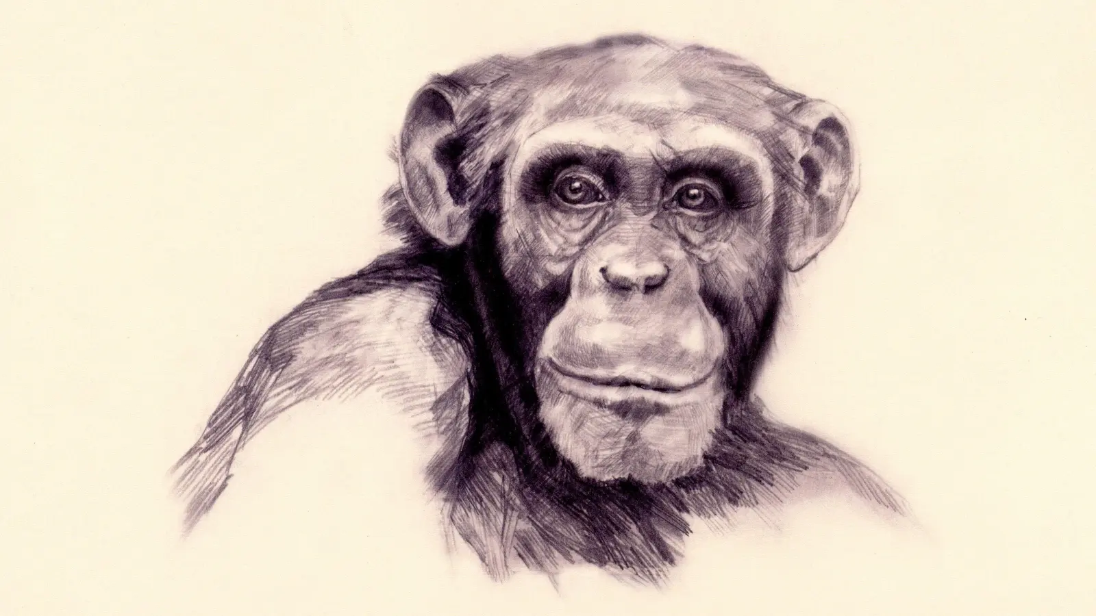 So könnte Udo ausgesehen haben.  (Grafik: Ruth Strähhuber)