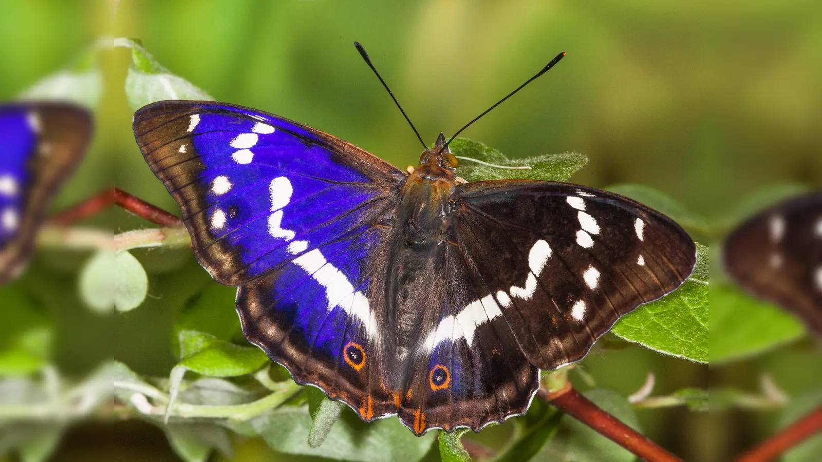 Die Ausstellung „Wunder der Verwandlung – aus dem Leben unserer heimischen Schmetterlinge“ ist eine beeindruckende Fotodokumentation. (Foto: Eisenreich)