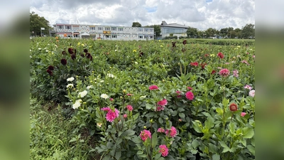 Die neue Schule soll auf dem Feld in der Nähe des bestehenden Schulzentrums entstehen. (Foto: pst)
