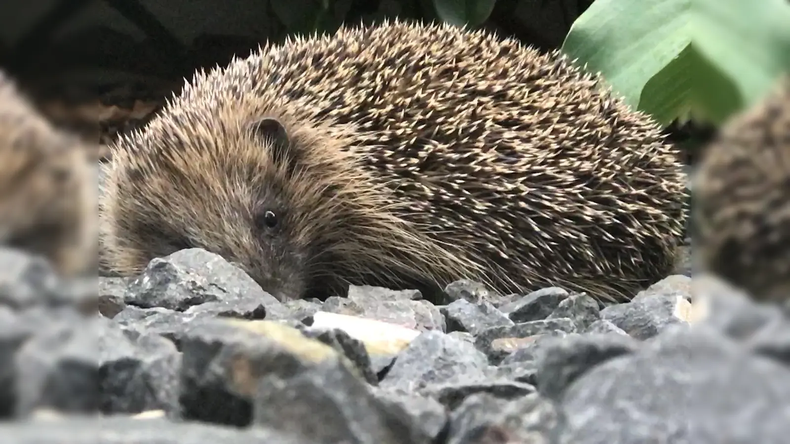 Mehr über Igel erfahren kann man bei einer Veranstaltung des LBV. (Foto: cba)
