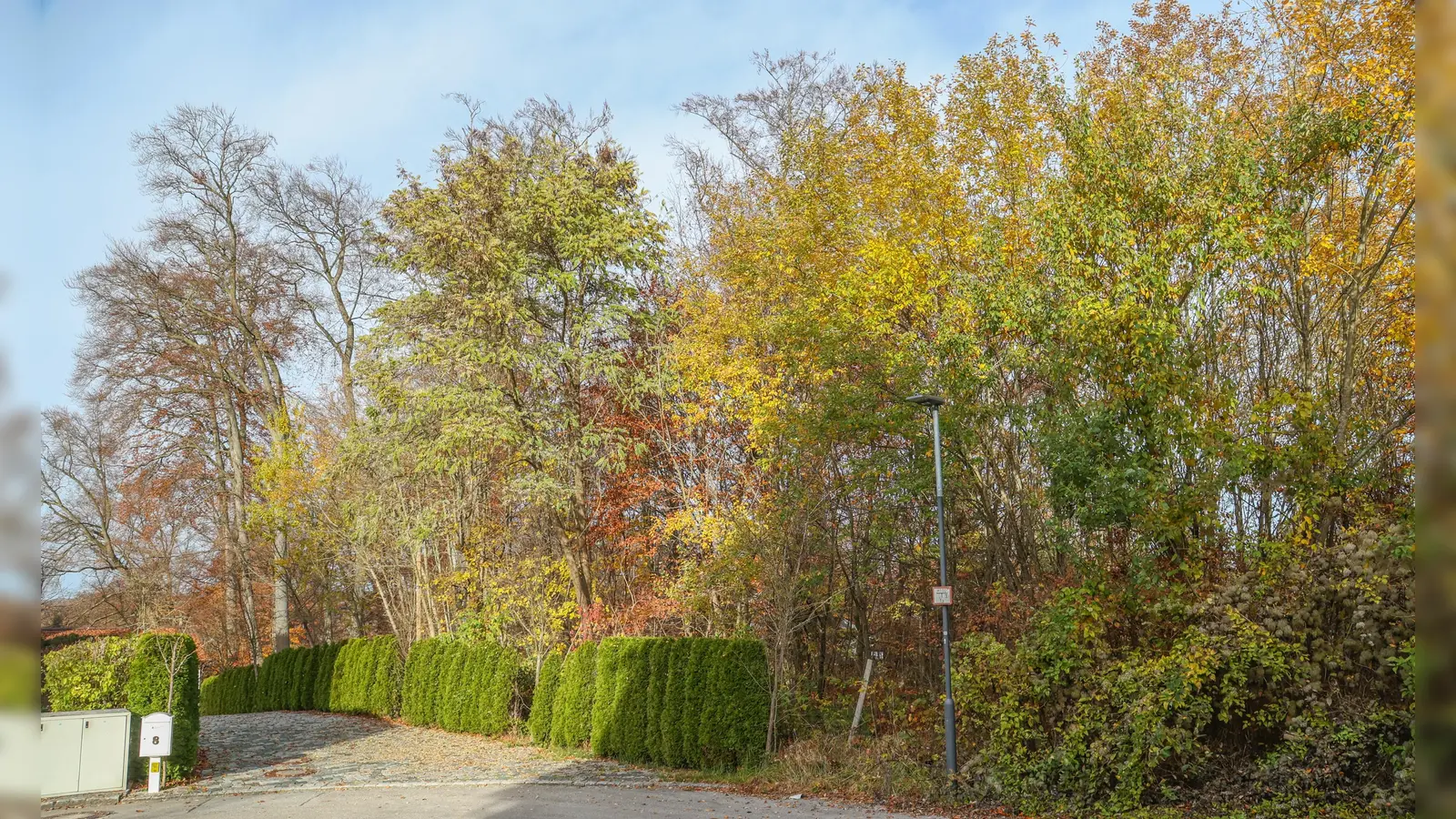 Im Bereich des Wendehammers an der Gertrud-Thyssen-Straße müssen sechs Buchen gefällt werden. (Foto: Gemeinde Herrsching)