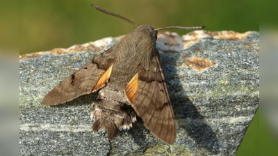 Bleibt wegen den warmen Temperaturen schon mal in Bayern, anstatt in den Süden zu fliegen: das Taubenschwänzchen, ein tagaktiver Schwärmer.  (Foto: Petra Altrichter, LBV Bildarchiv)