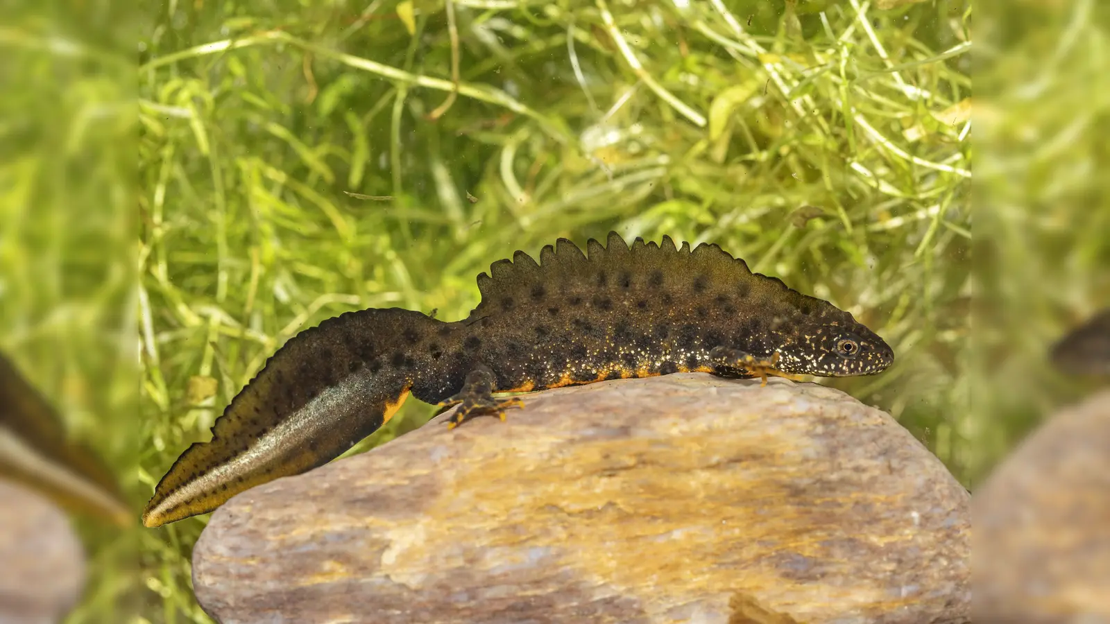 In Bayern zählt der Nördliche Kammmolch (Triturus cristatus) zu den seltenen Amphibienarten. Die Gründe hierfür sind unter anderem auf die Zerstörung seiner Lebensräume zurückzuführen. (Foto: Ralf Donat)