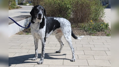 Basti ist ein zutraulicher, menschenbezogener und sehr verschmuster Rüde. (Foto: Tierheim Riem)