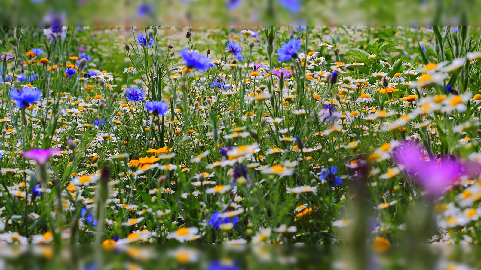 Es grünt so grün, wenn Poings Blüten blühen... (Foto: CC0)