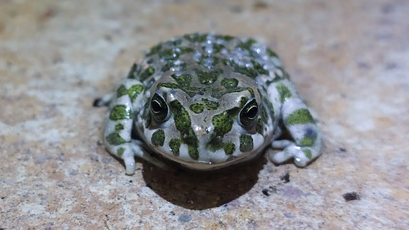 Hat es sich auf städtischem Grund in Allach gemütlich gemacht: die Wechselkröte. (Foto: Peter Ziegler)
