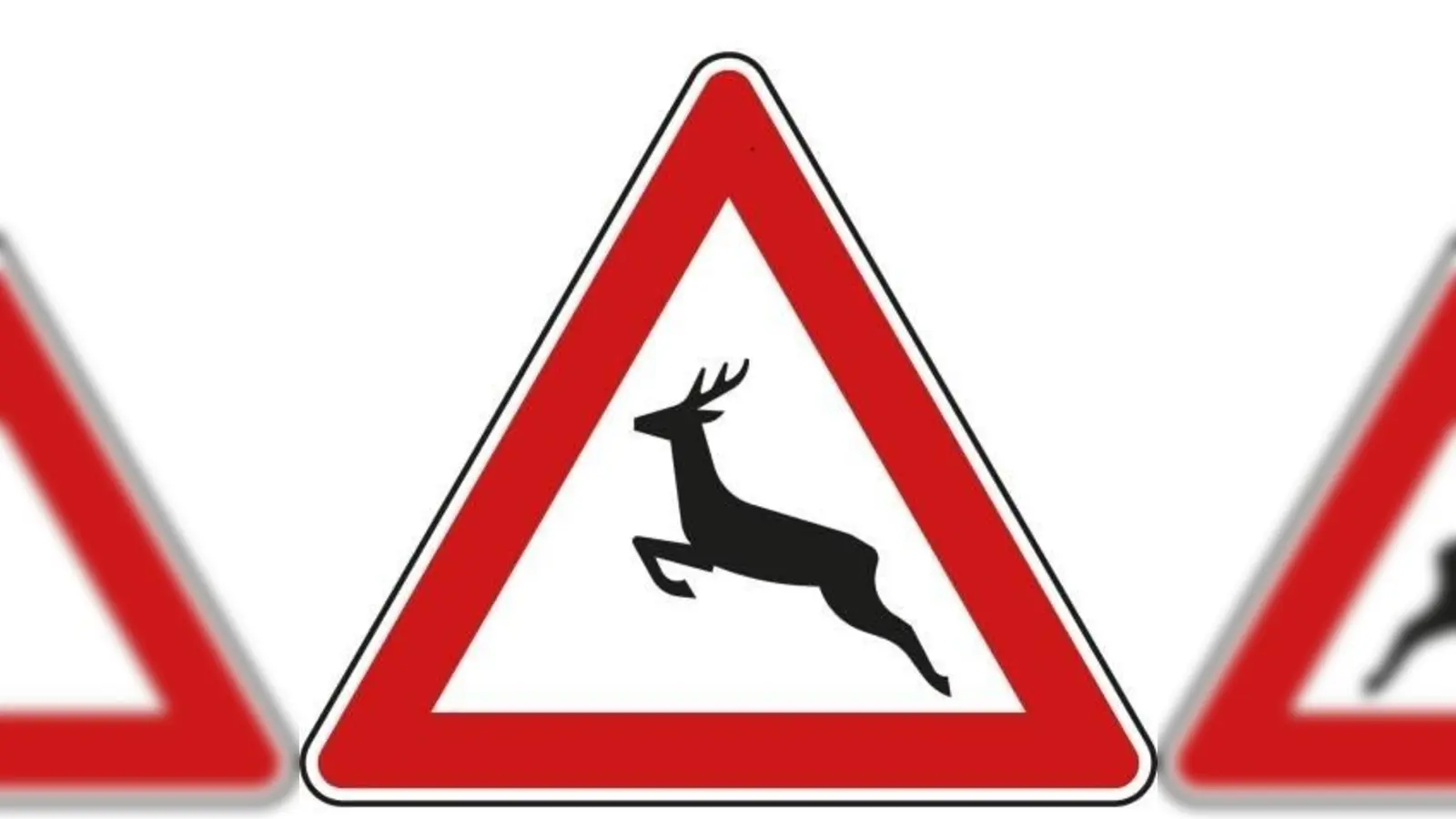 Besonders abends und in den Morgenstunden können Wild und Kraftfahrer aufeinander teffen.  (Foto: hw)
