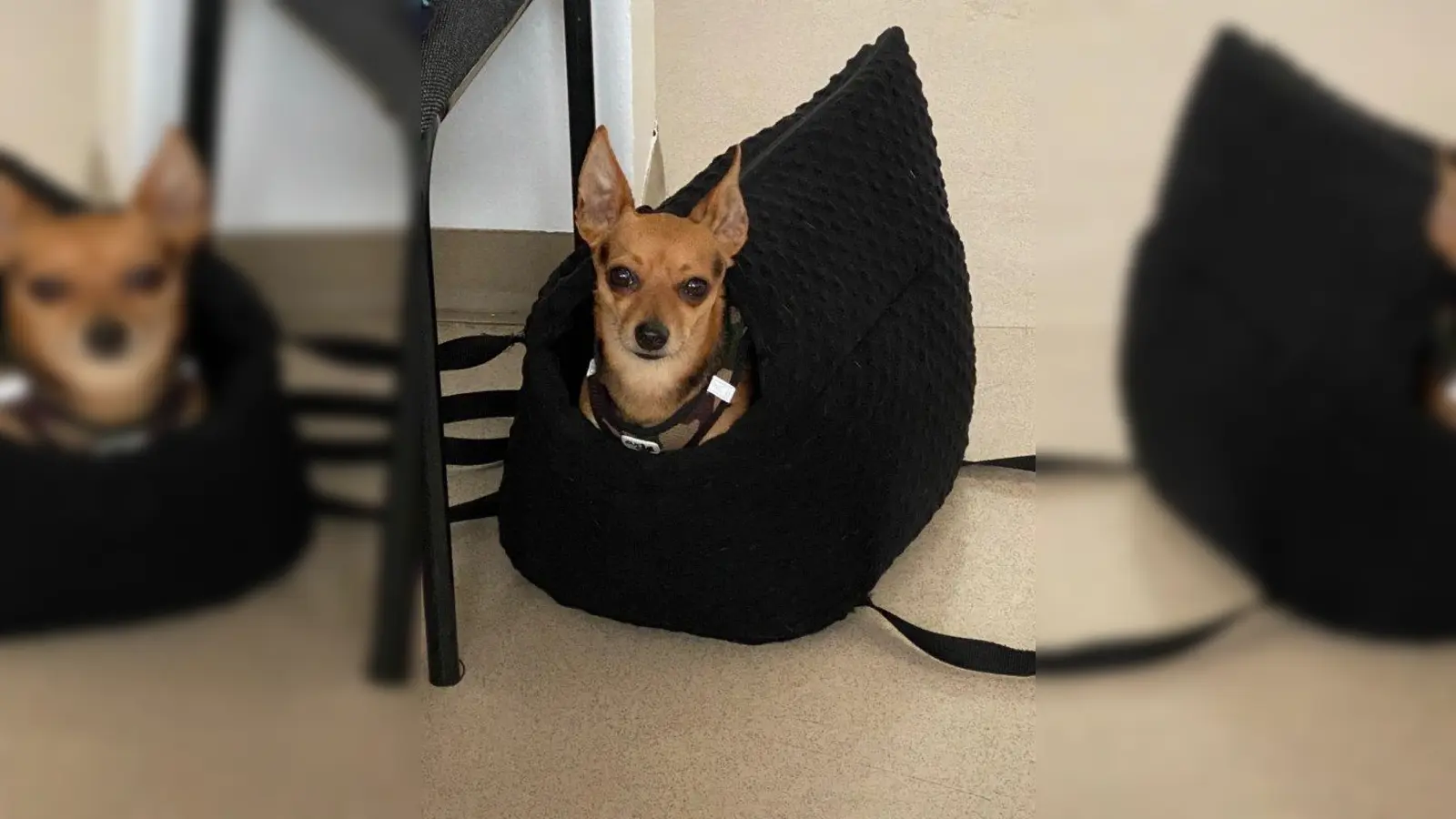 Der kleine Chihuahua-Mix wurde nach seiner S-Bahn-Fahrt  von einer Polizistin aufgenommen. (Foto: PI)
