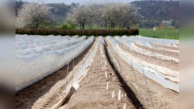 Der Spargelanbau in Deutschland leistet einen wichtigen Beitrag zum Umwelt- und Artenschutz. Nachhaltig verwendete Folien ermöglichen regionalen Anbau und fördern das Bodenleben. (Foto: GMH/Spargelstrasse NRW)