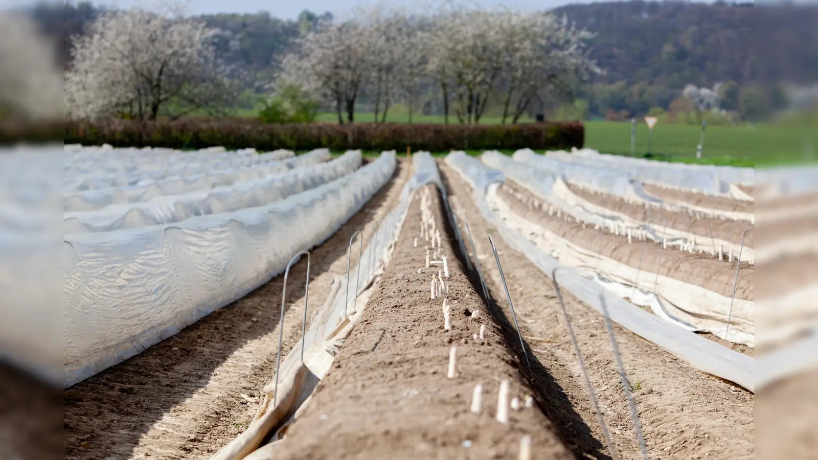 Der Spargelanbau in Deutschland leistet einen wichtigen Beitrag zum Umwelt- und Artenschutz. Nachhaltig verwendete Folien ermöglichen regionalen Anbau und fördern das Bodenleben. (Foto: GMH/Spargelstrasse NRW)
