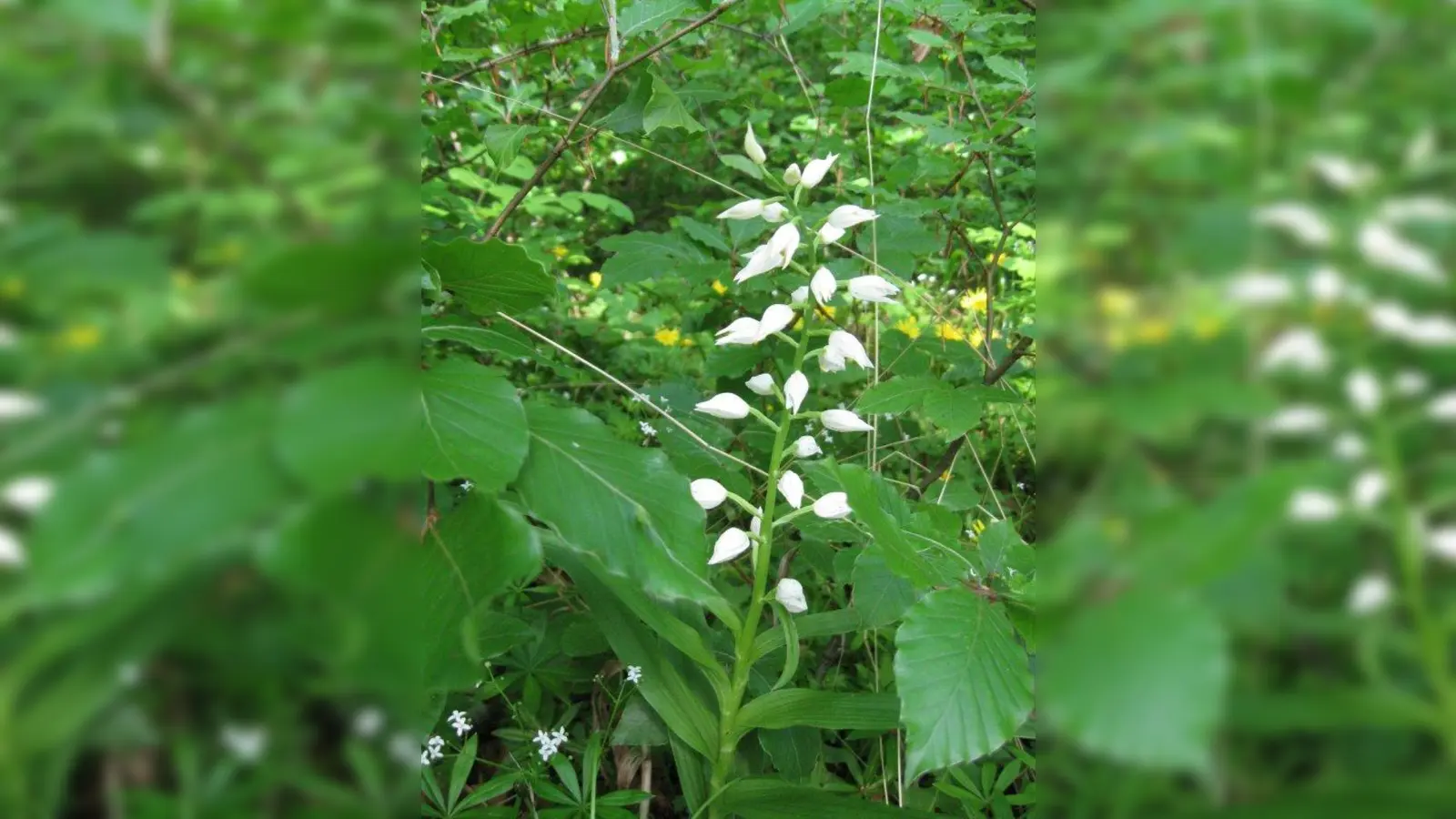 Das Waldvögelein in Steinebach. (Foto: Mechtild Mundt)