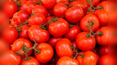 Unter anderem Tomaten lassen sich relativ einfach selbst anbauen. (Symbolbild: Archiv)